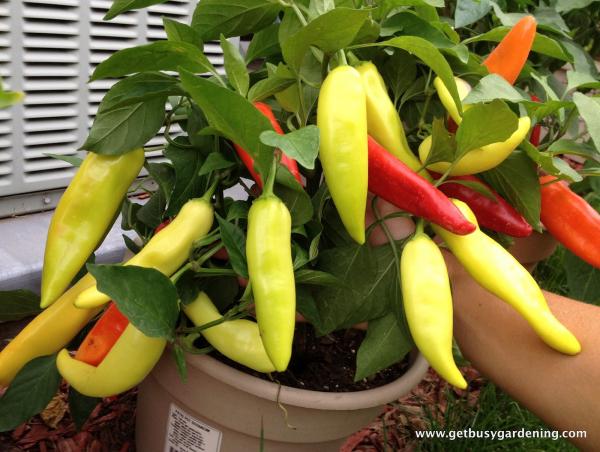 Sweet Banana Pepper
