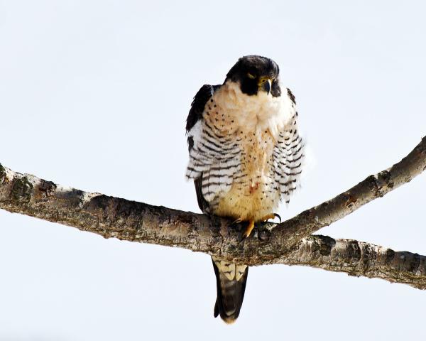 Peregrine Falcon