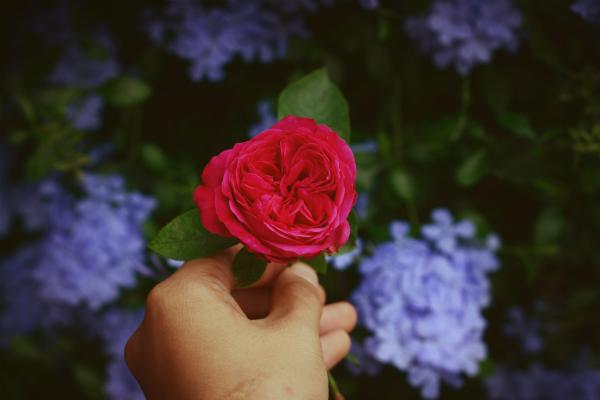 Person Holding Red Rose