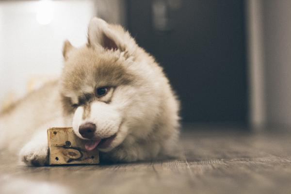 Pet