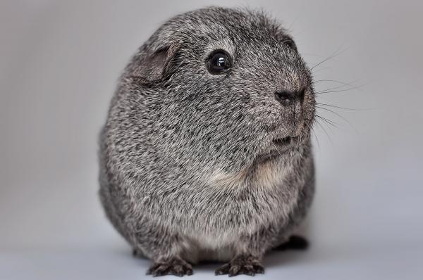 Pet