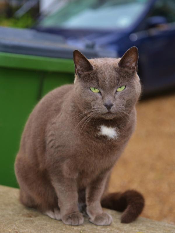 Pet Cat