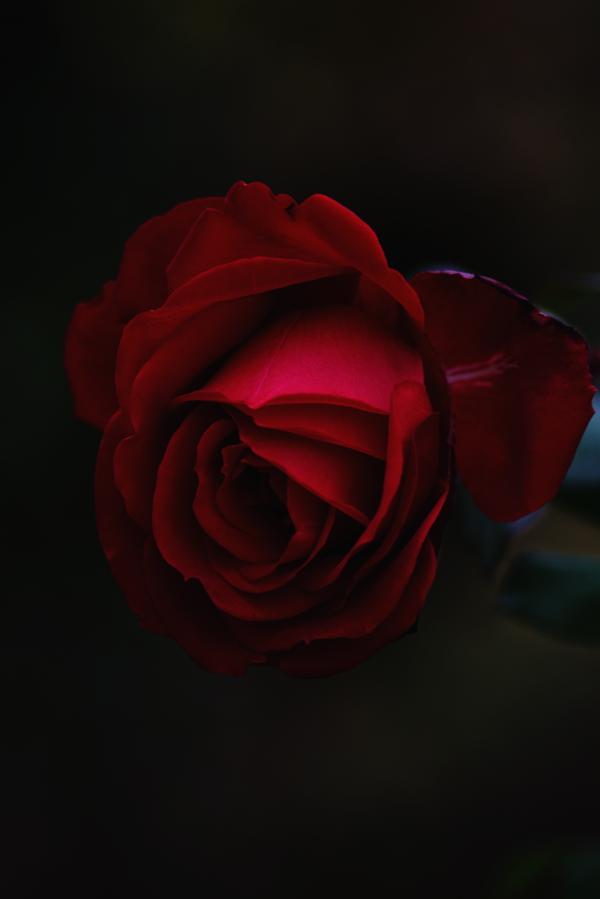 Petals