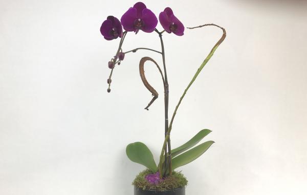 Phalaenopsis Orchid