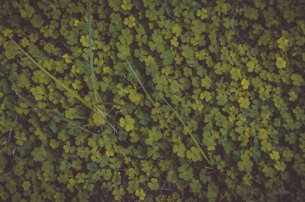 Photo of Clovers