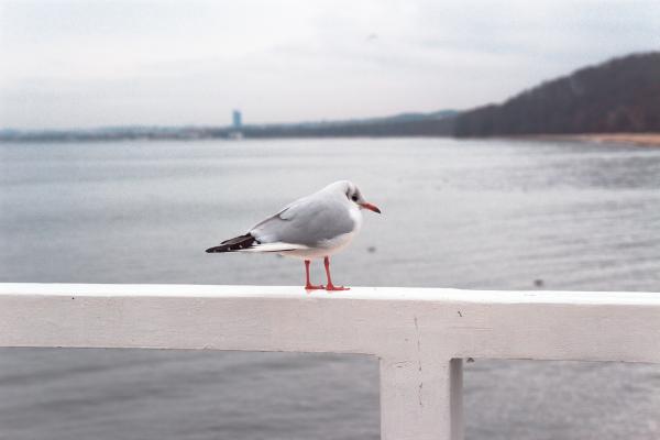 Photo of Gray and White Bird Perched on White Wooden Railing