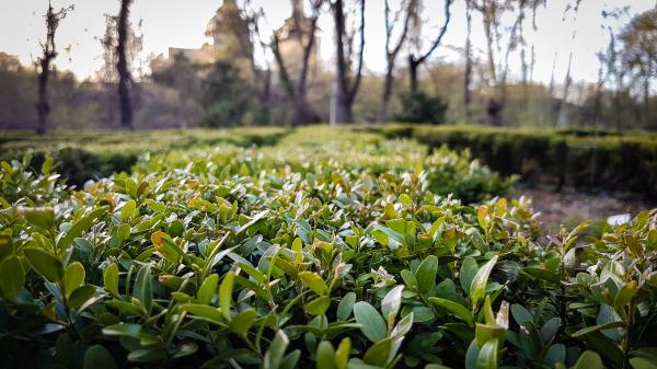 Photo of Green Plants Near Leafless Tree