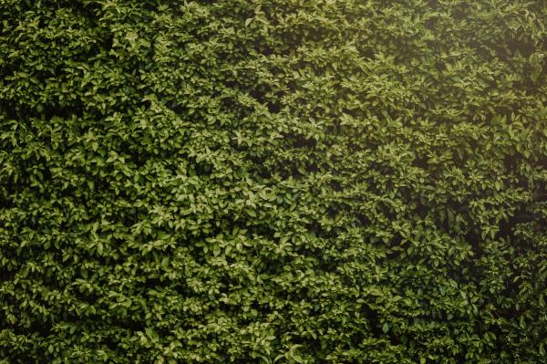 Photo of Hedge