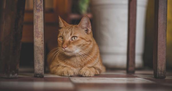 Photo of Orange Tabby Cat
