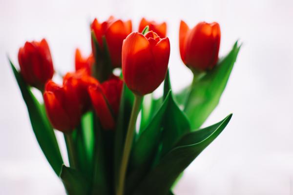 Photo of Orange Tulips