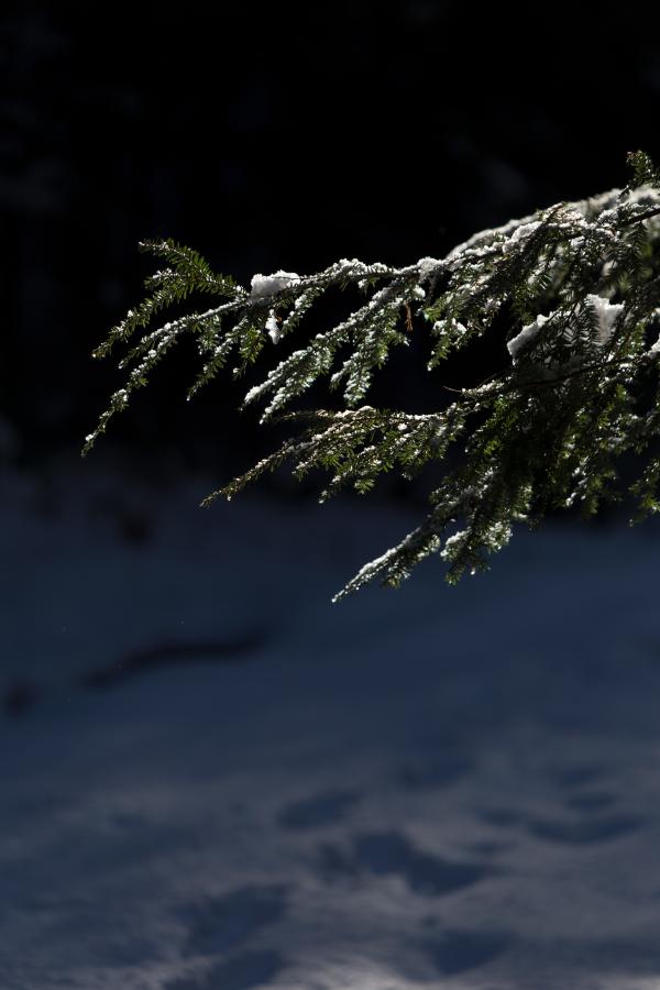 Photo of Pine Tree Leaves With Snow