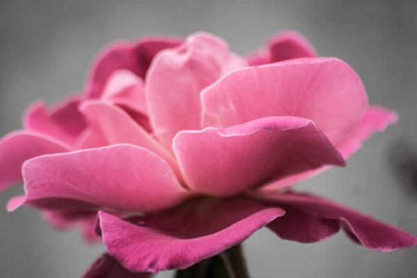 Photo of Pink Petal Flower