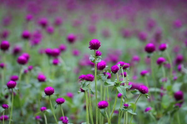 Photo of Purple and Green Flowers