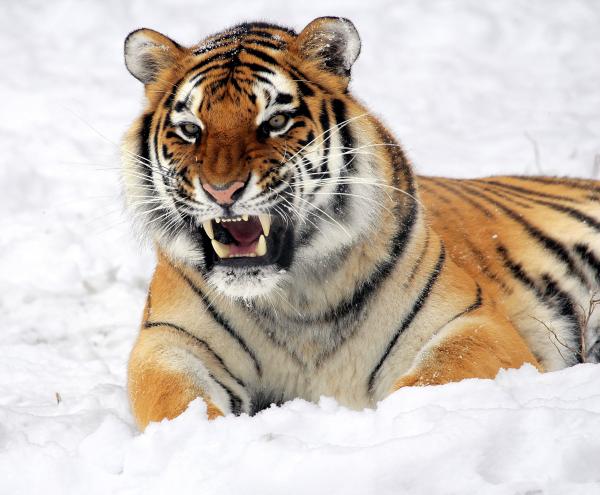 Photo of Tiger Showing His Fangs While Lying on White Surface