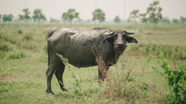 Photo of Water Buffalo on Grass Fields