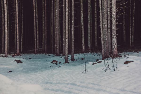 Photo of Woods Near Snow