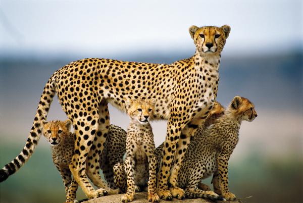 Photographer with Cheetah