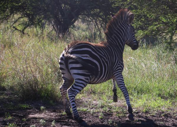 Photography of a Zebra Running