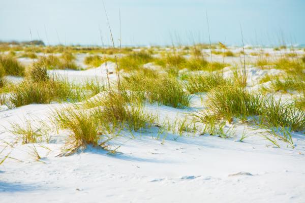 Photography of Grass on Sand