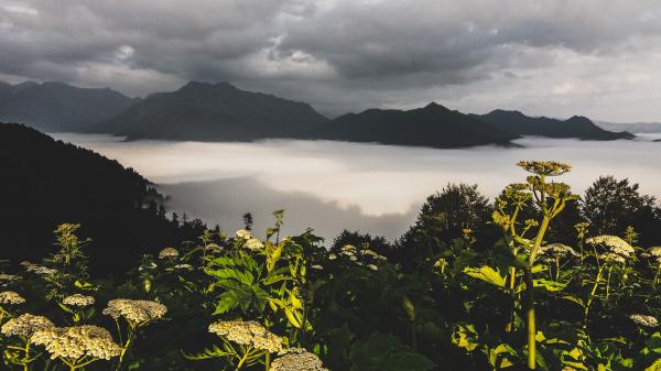 Photography of Green Leaf Plants With Mountain As Background