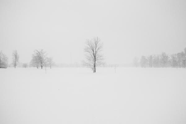 Photography of Leafless Tree Surrounded by Snow