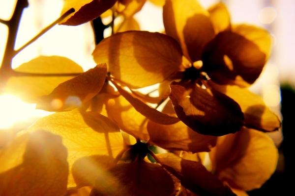 Photography of Petal Flower
