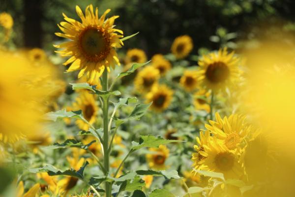 Photography Of Sunflowers