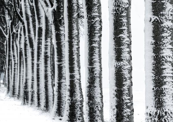 Photography of Trees during Winter