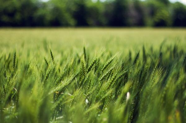 Photography of Wheat