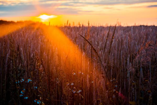 Photography of Wheat
