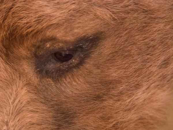 Photowalk around Les Ezyies-france-em10-20150713-P7130147.jpg