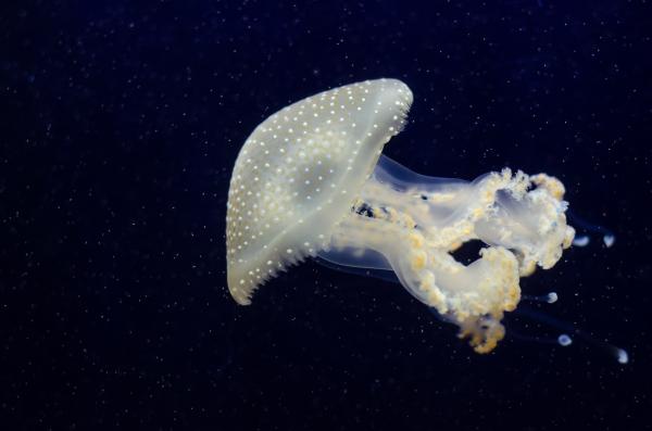 Phyllorhiza punctata (Jellyfish)