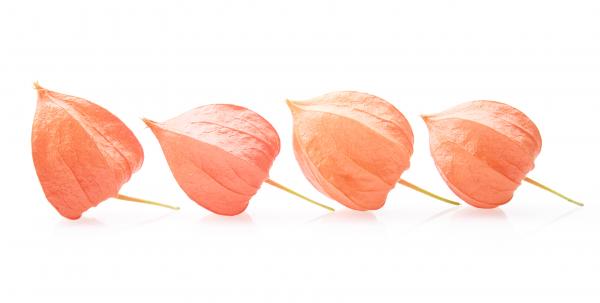 Physalis