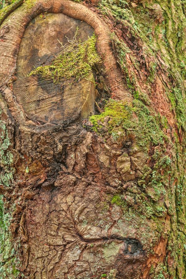 Picasso & Mother Nature - Sitting in a Smiling Tree