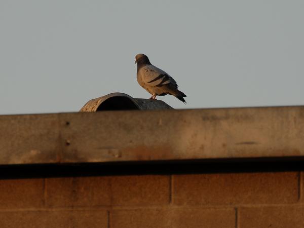 Pidgeon on a Building
