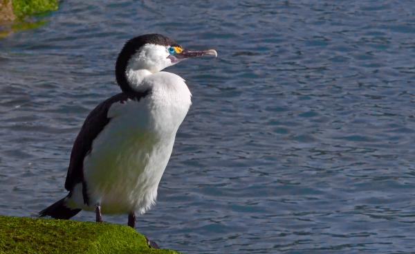 Pied shag (Phalacrocorax varius)