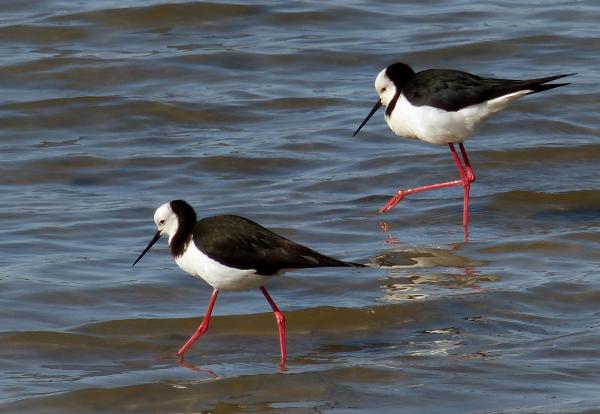Pied stilts. NZ