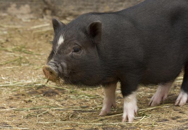 Pig