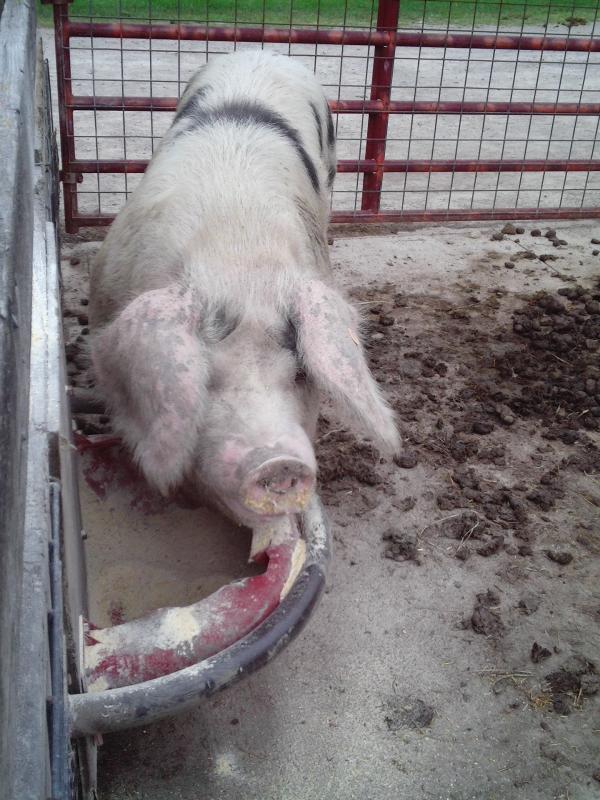 Pig in a Pen