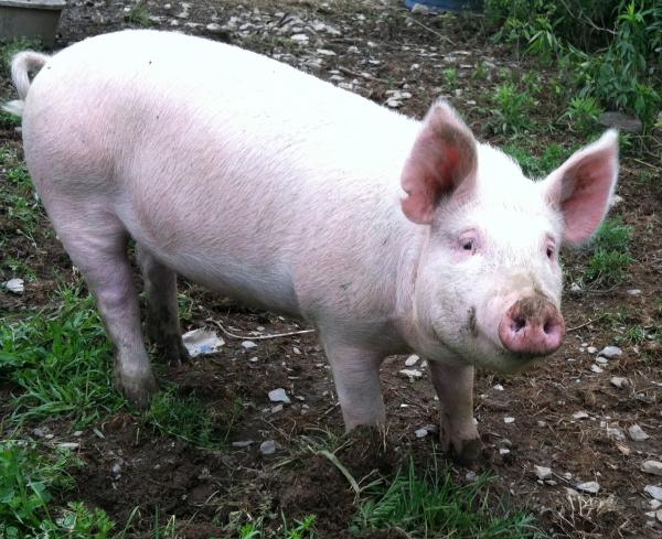 pig in farm