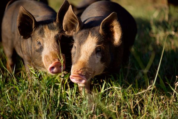 pig in farm