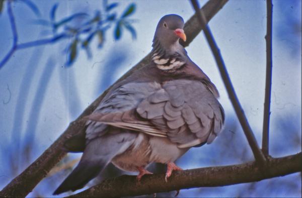 Pigeon