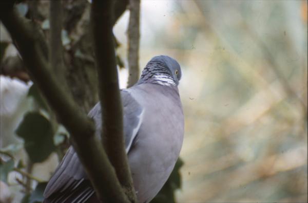 Pigeon