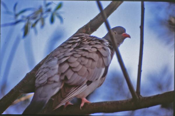 Pigeon