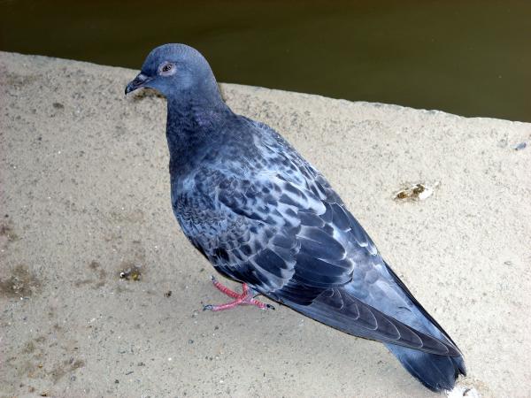 Pigeon