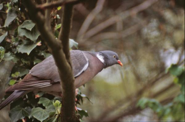 Pigeon