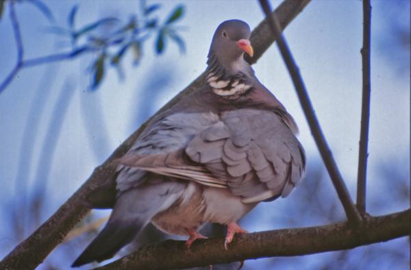Pigeon