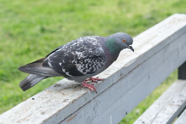 Pigeon
