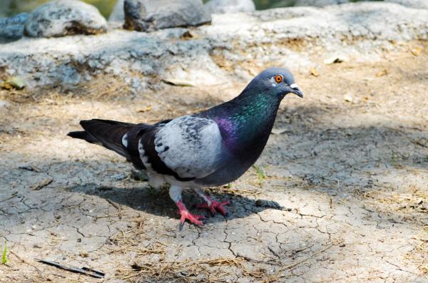 pigeon