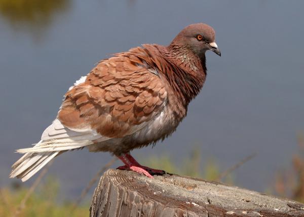 Pigeons